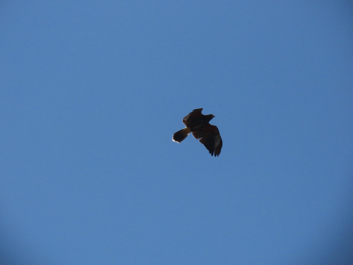 Harris's Hawk - ML634145191