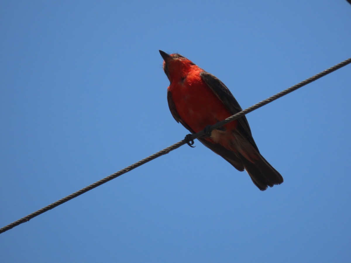 Vermilion Flycatcher - ML634145195