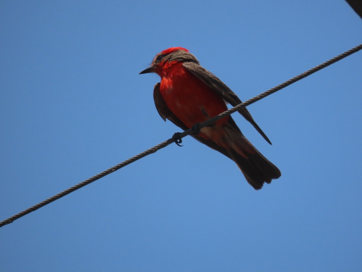 Vermilion Flycatcher - ML634145196