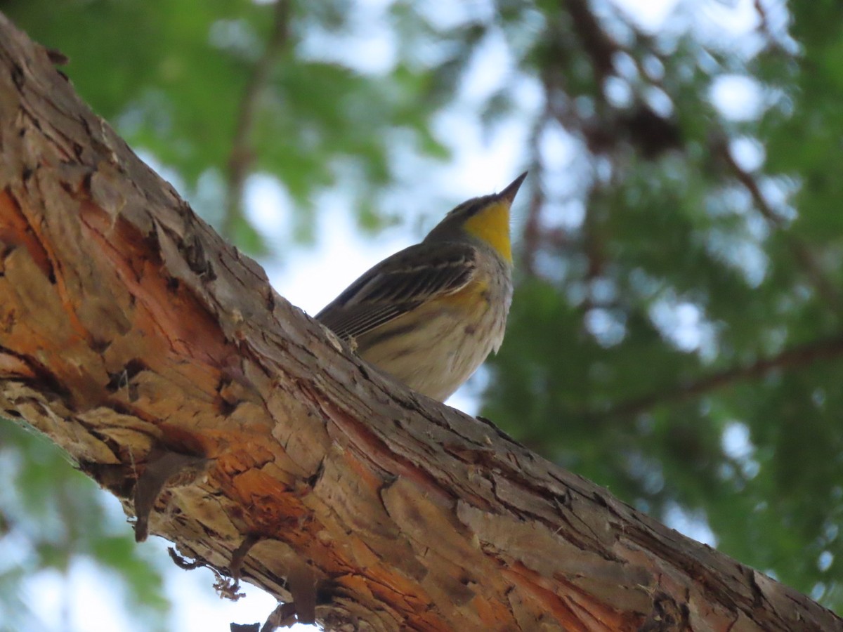 Yellow-rumped Warbler (Audubon's) - ML634145224