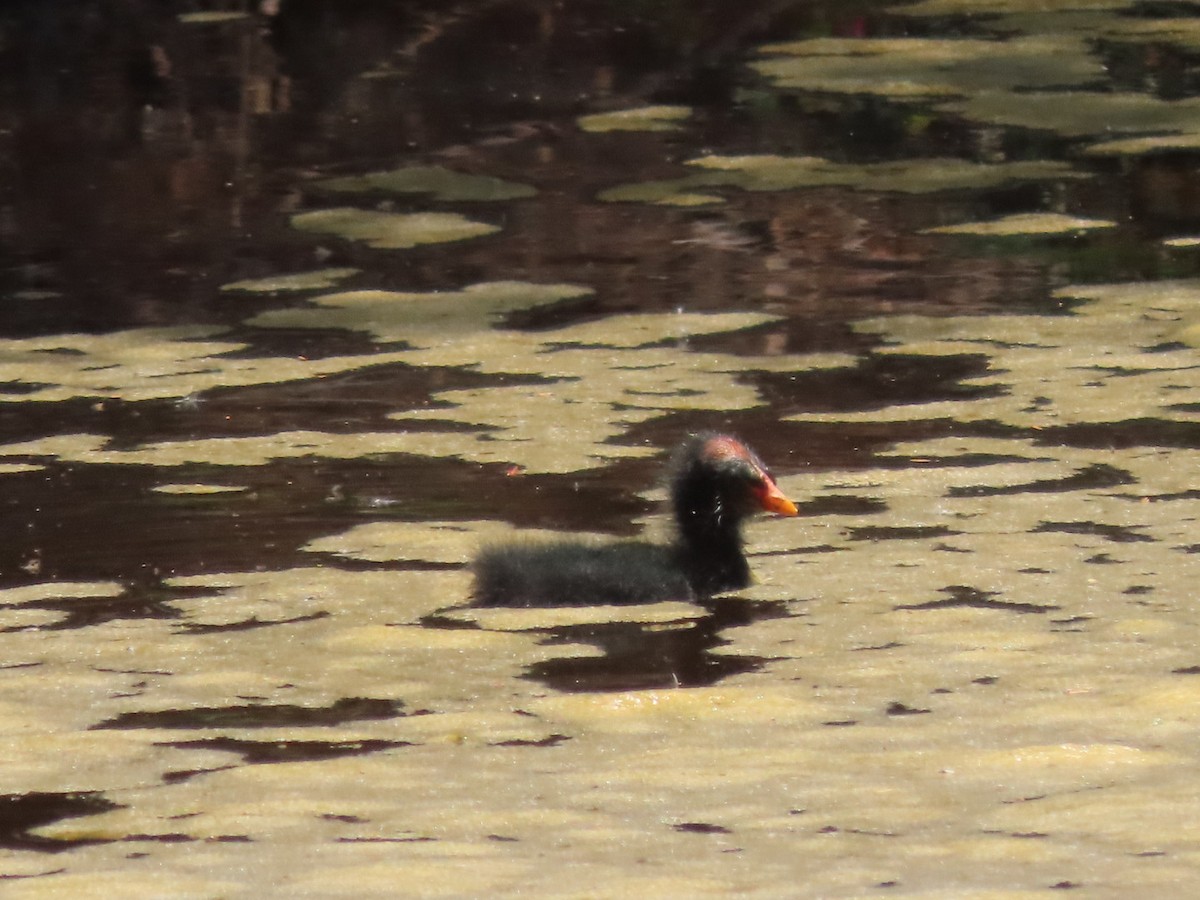 Common Gallinule - ML634145247