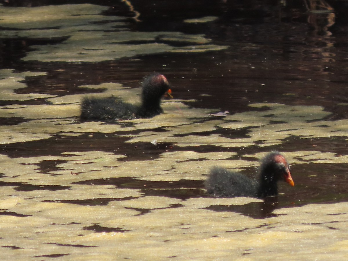 Common Gallinule - ML634145248