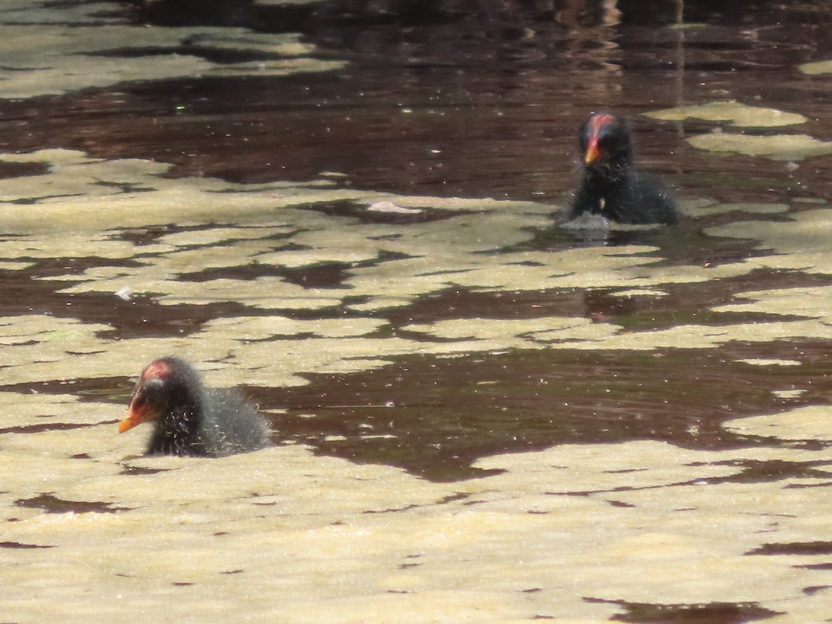 Common Gallinule - ML634145249