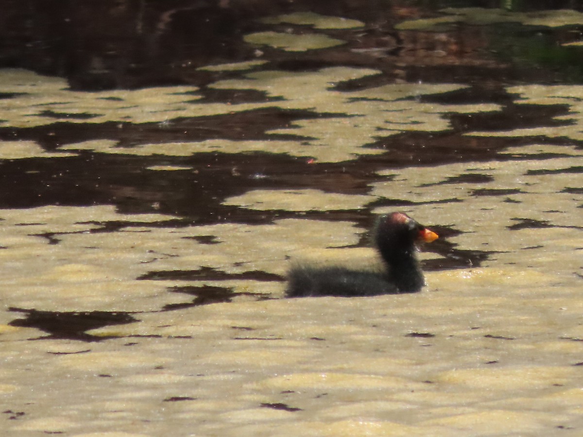 Common Gallinule - ML634145250