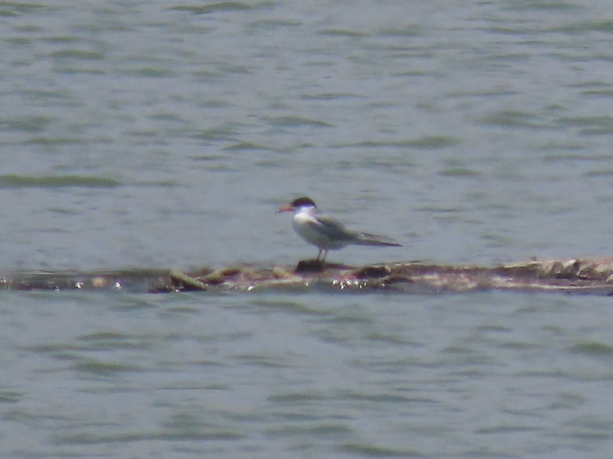 Forster's Tern - ML634145264