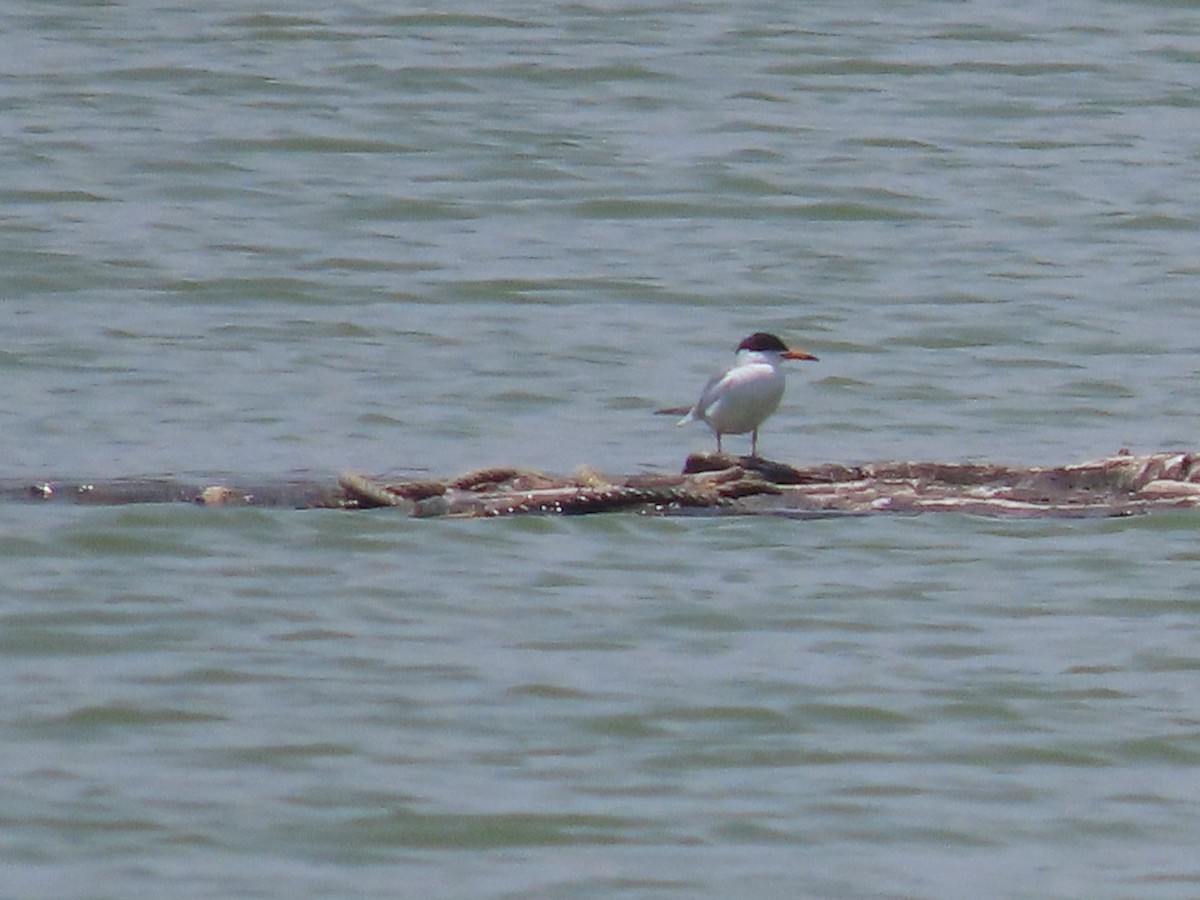 Forster's Tern - ML634145265
