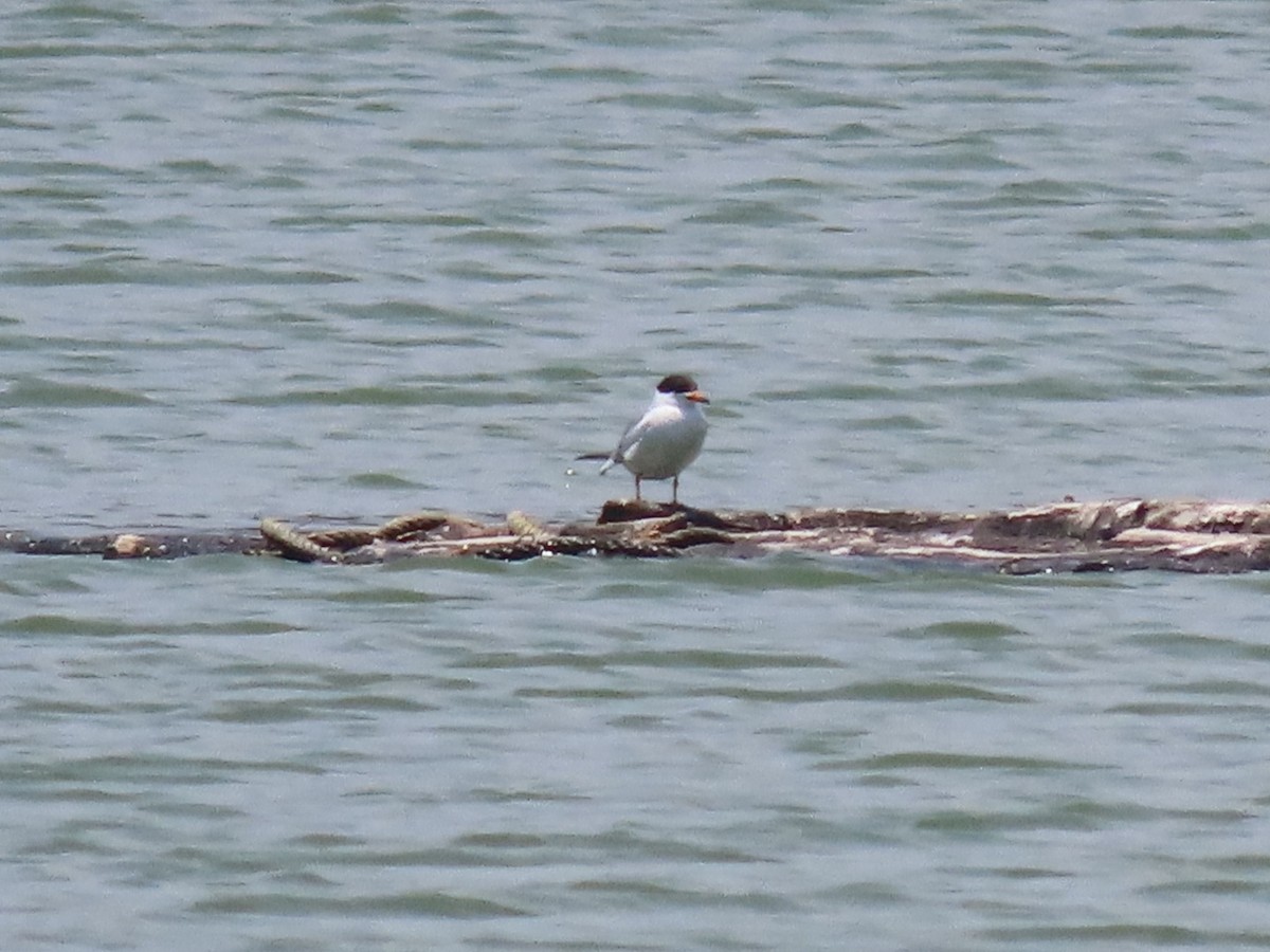 Forster's Tern - ML634145266