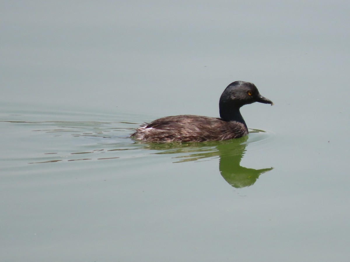 Least Grebe - ML634145284