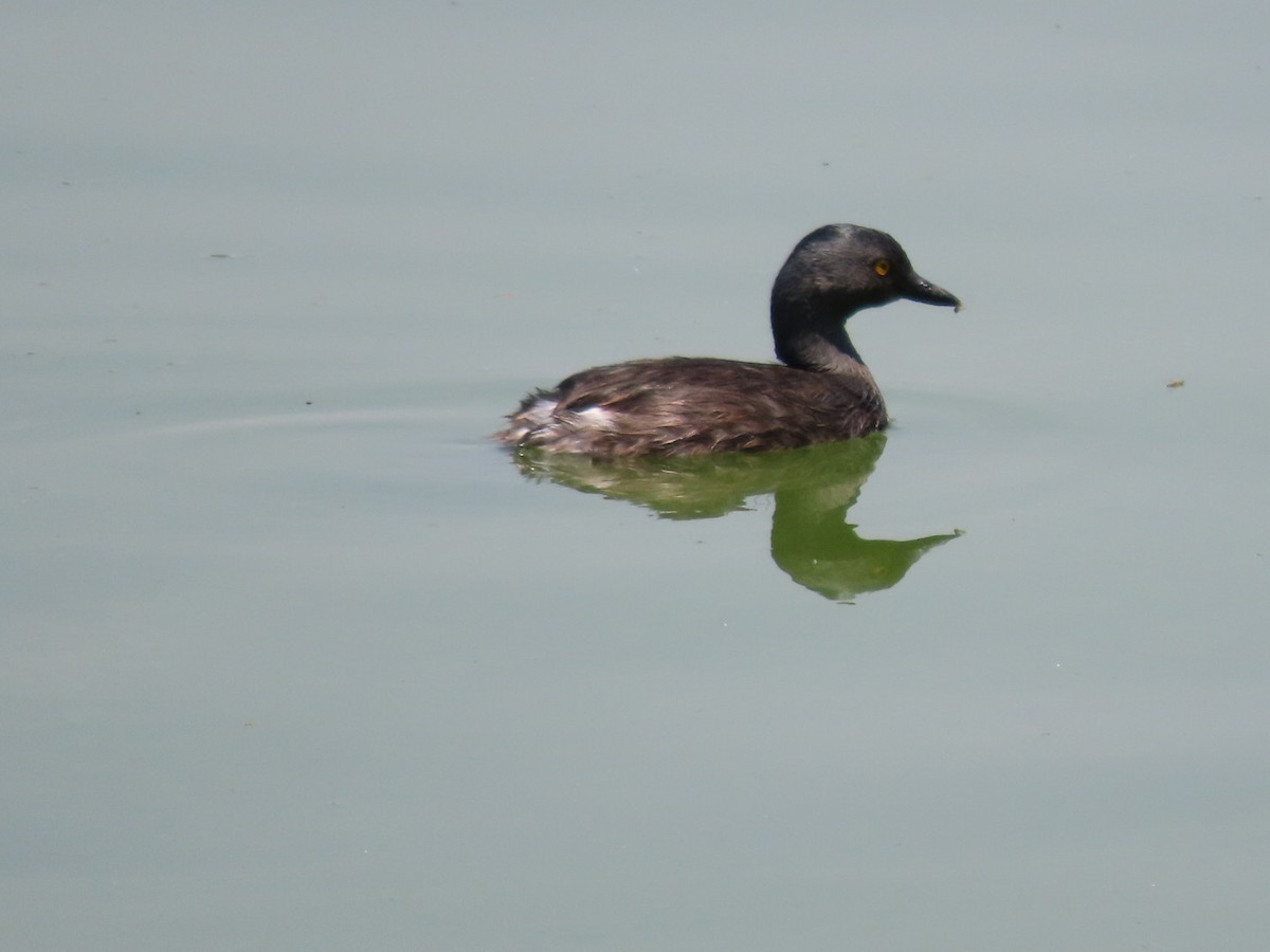 Least Grebe - ML634145285