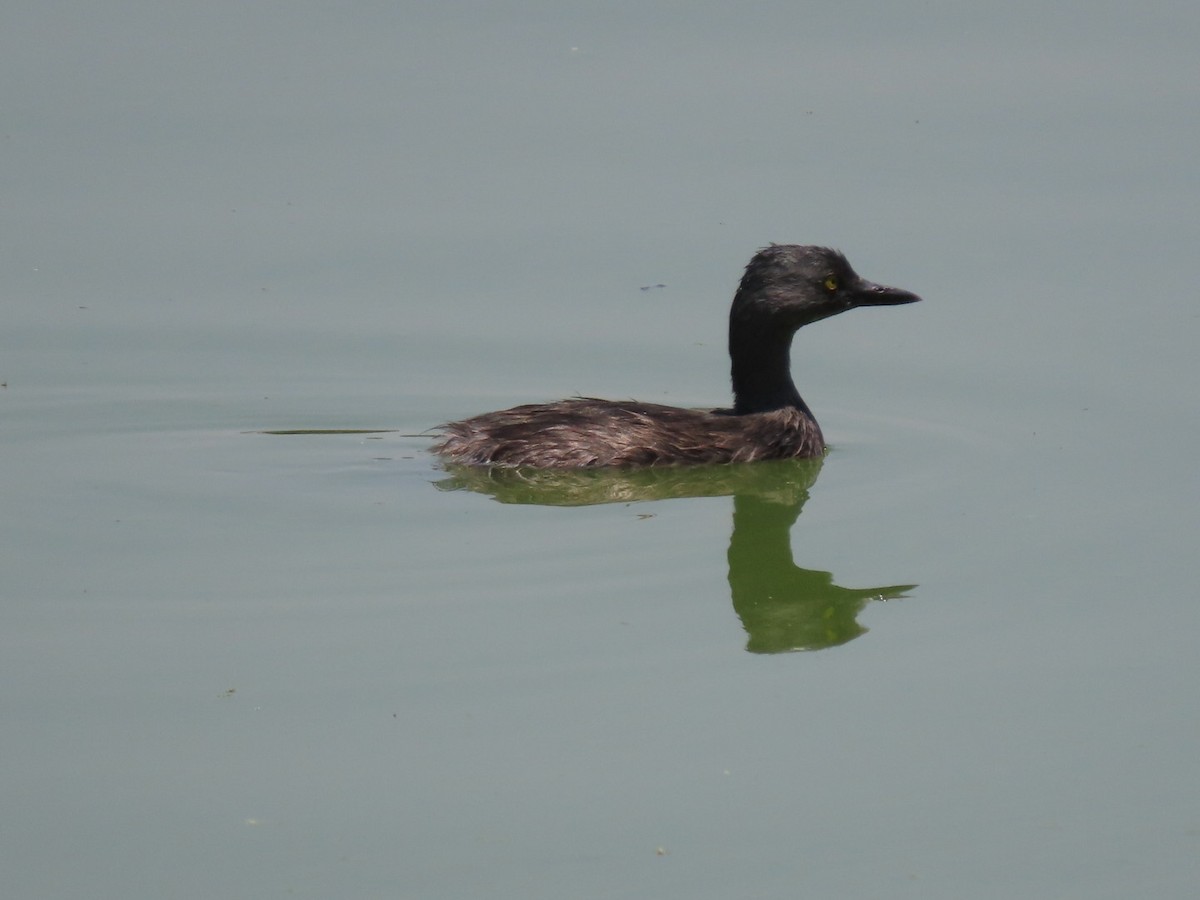 Least Grebe - ML634145286