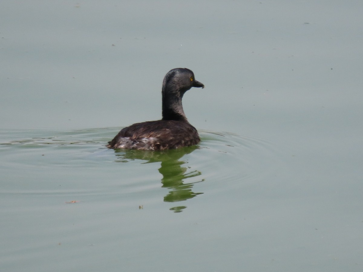 Least Grebe - ML634145287