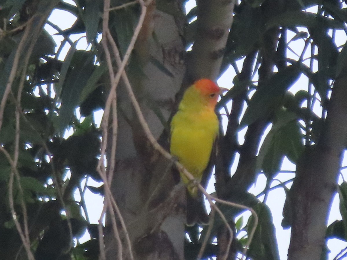 Western Tanager - ML634145305