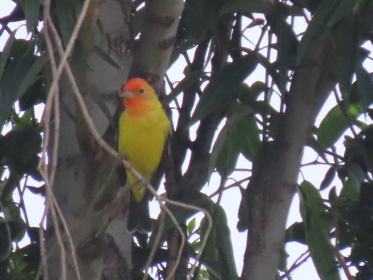 Western Tanager - ML634145306