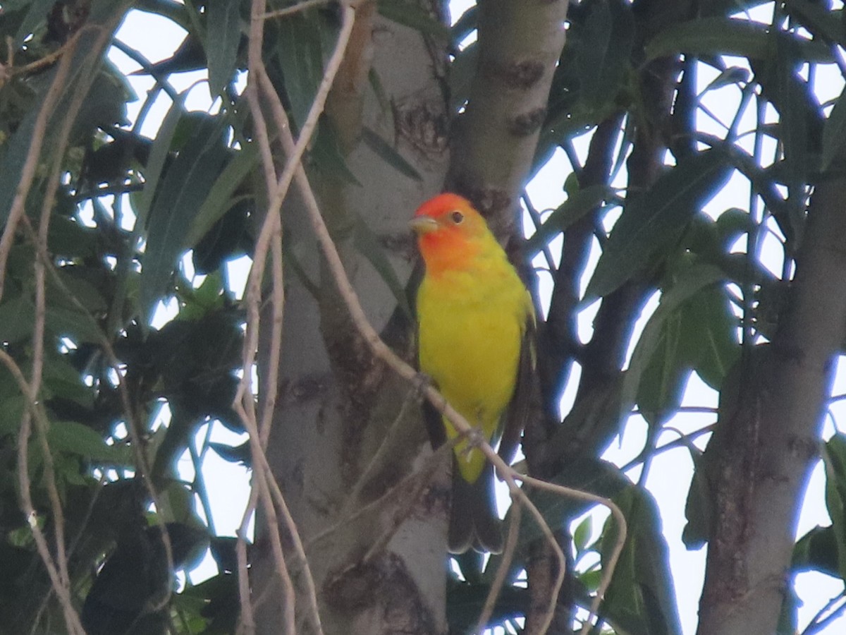 Western Tanager - ML634145307