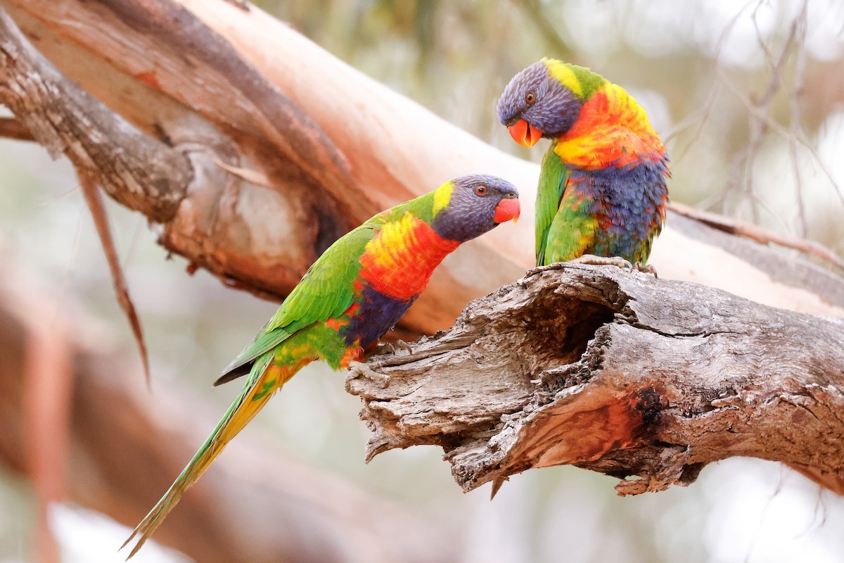 Regenbogenlori - ML634145335