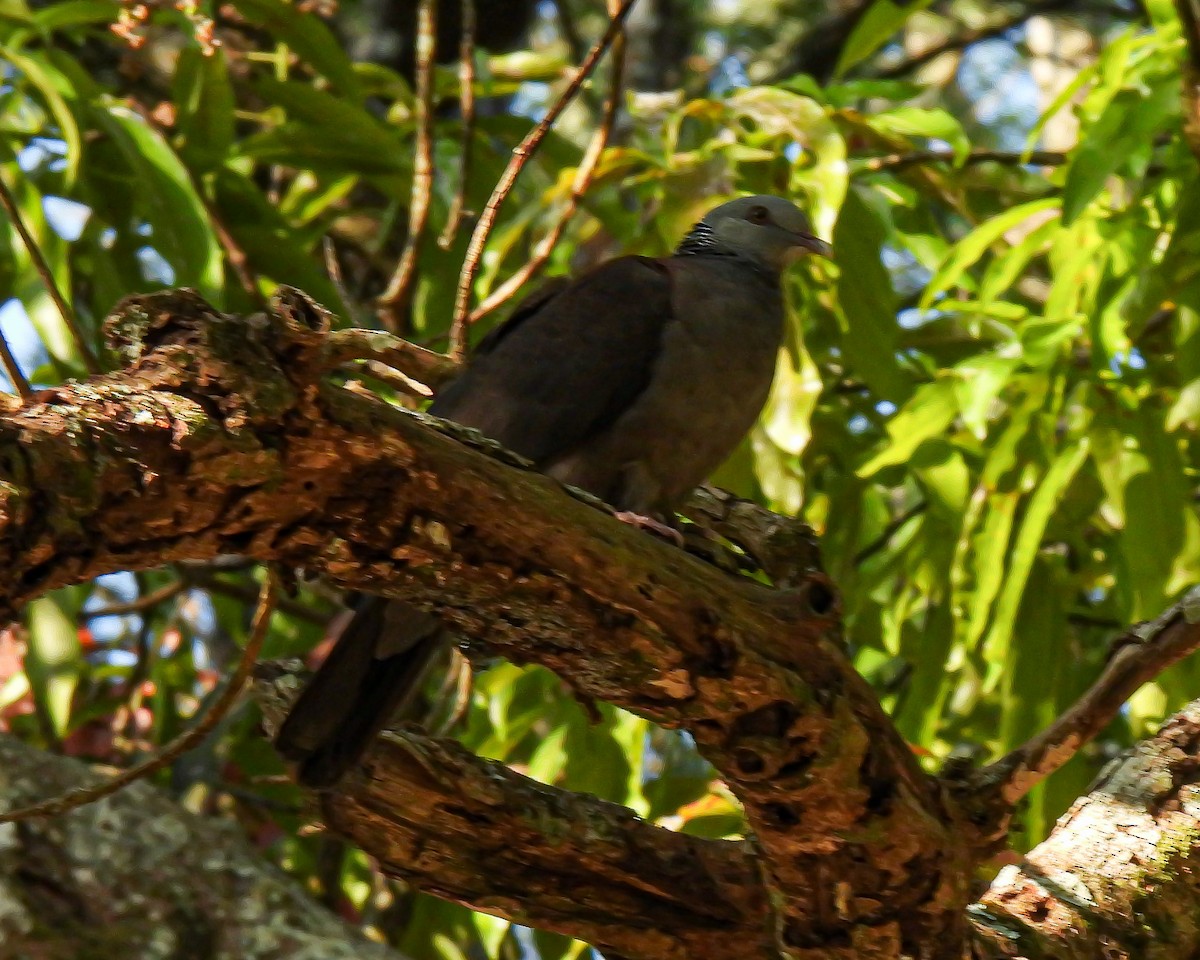 Nilgiritaube - ML634145368
