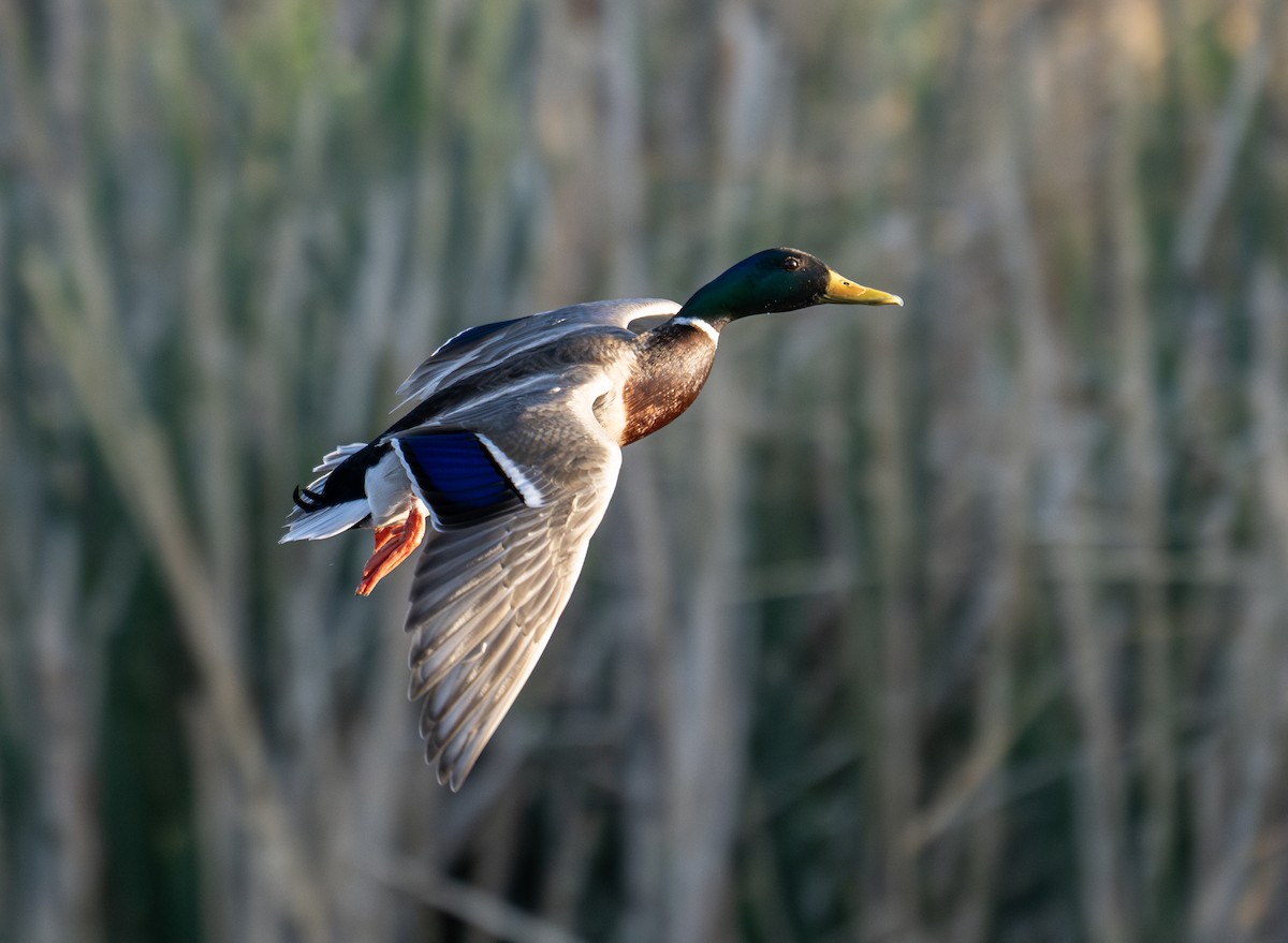 Mallard - ML634145415