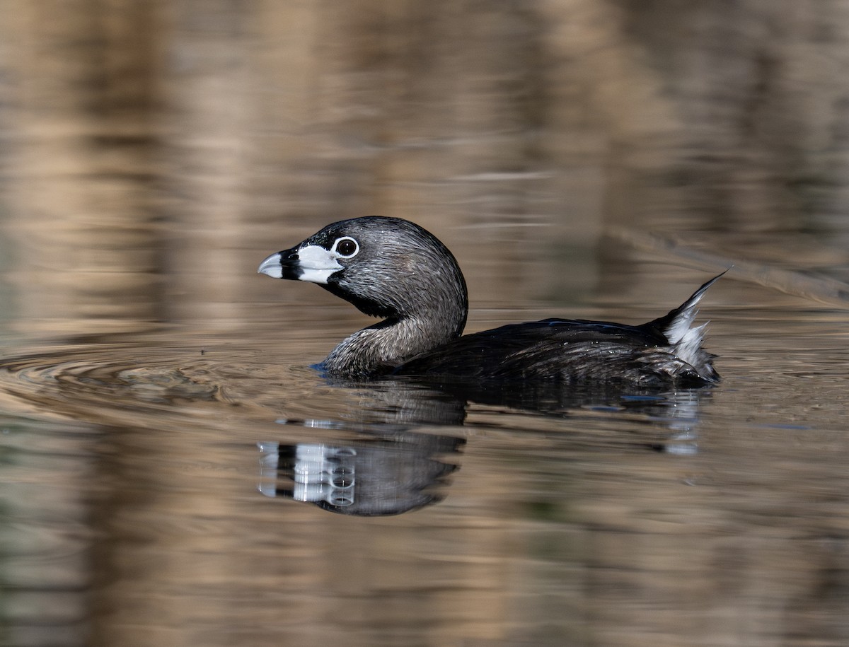 Pied-billed Grebe - ML634145419