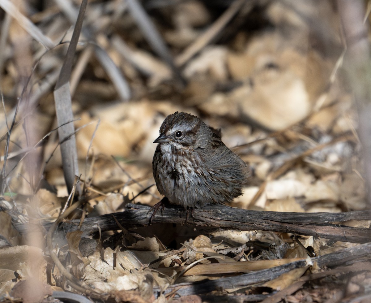 Song Sparrow - ML634145422