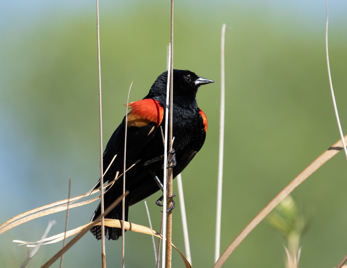 Red-winged Blackbird - ML634145424
