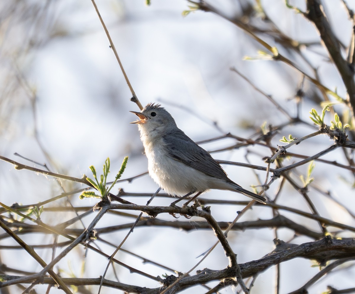Lucy's Warbler - ML634145426