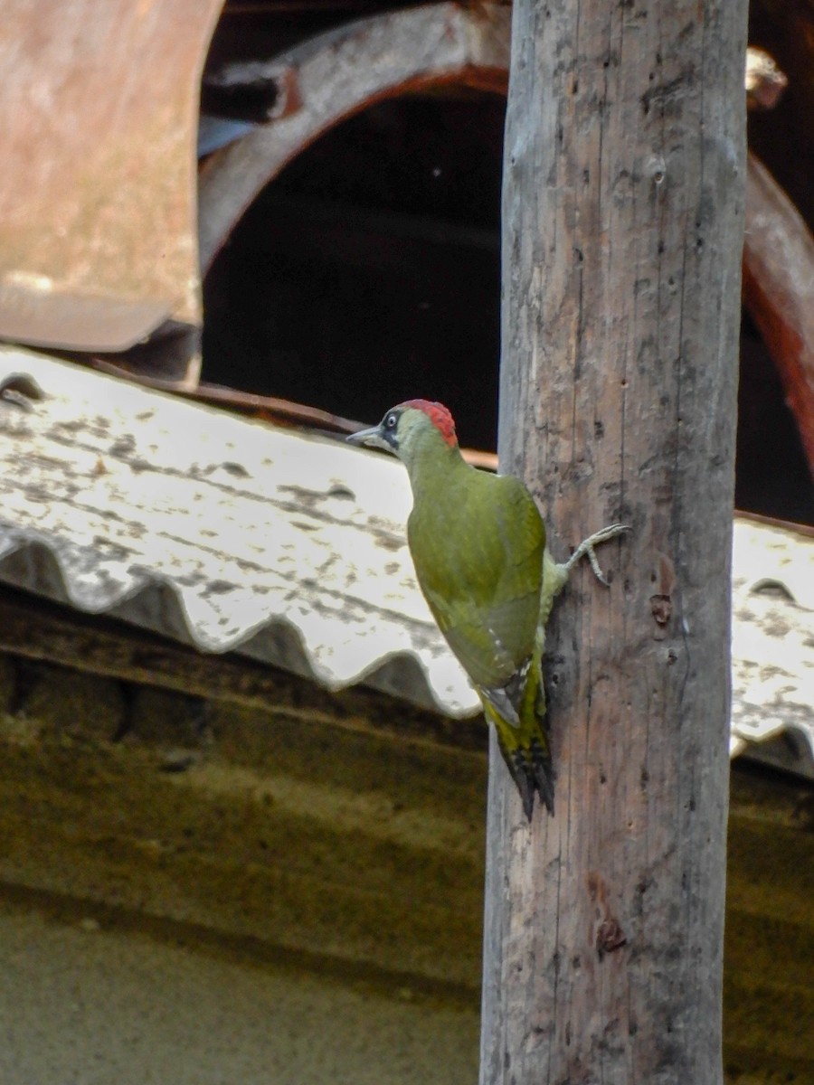 Eurasian Green Woodpecker - ML634145449
