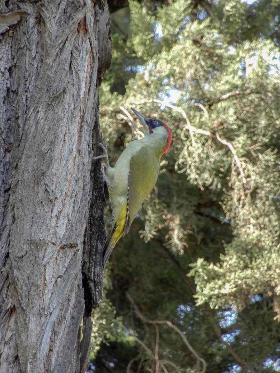 Eurasian Green Woodpecker - ML634145450