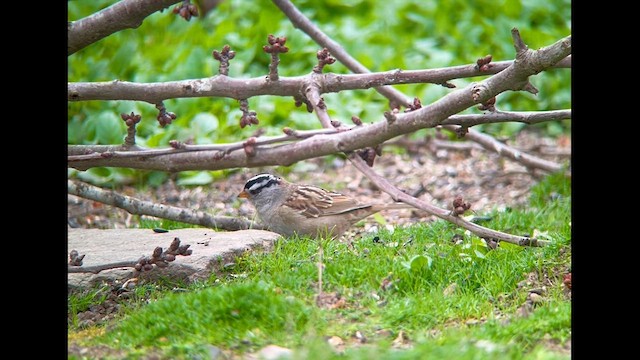 ミヤマシトド（pugetensis） - ML634145459