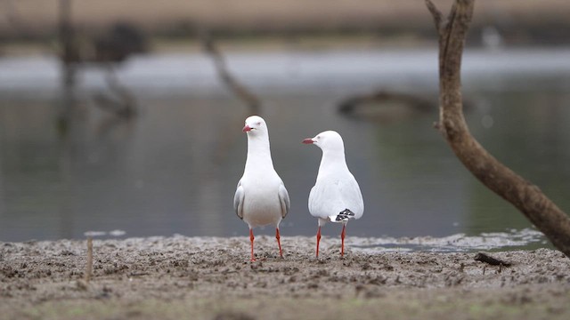 Silver Gull - ML634145687
