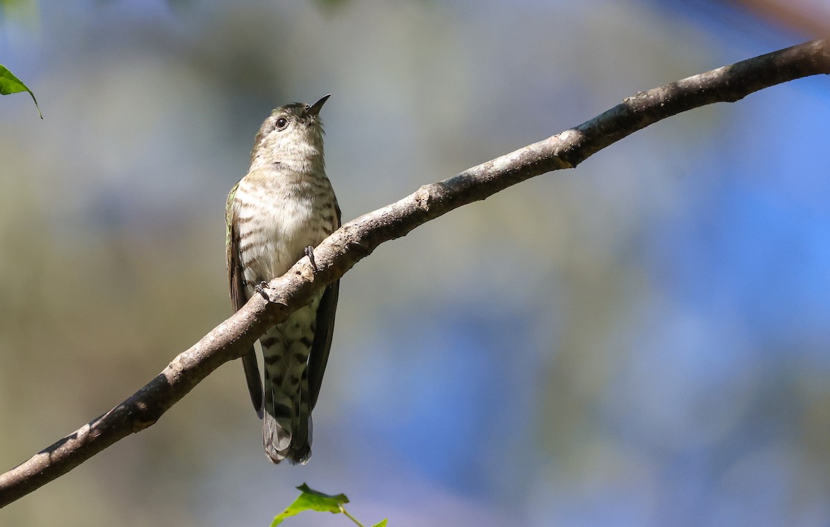 Shining Bronze-Cuckoo - ML634145962