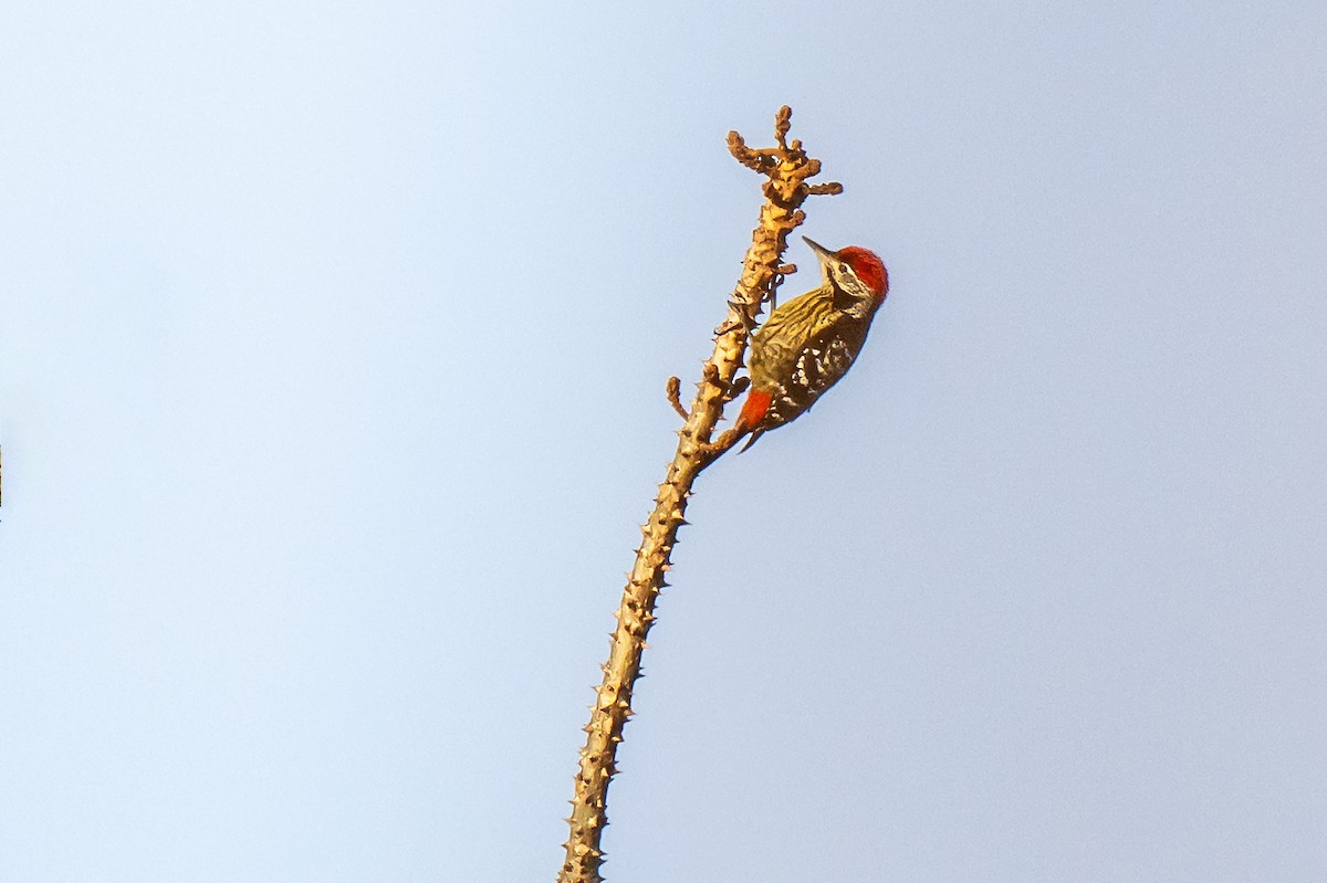 Stripe-breasted Woodpecker - ML634145971
