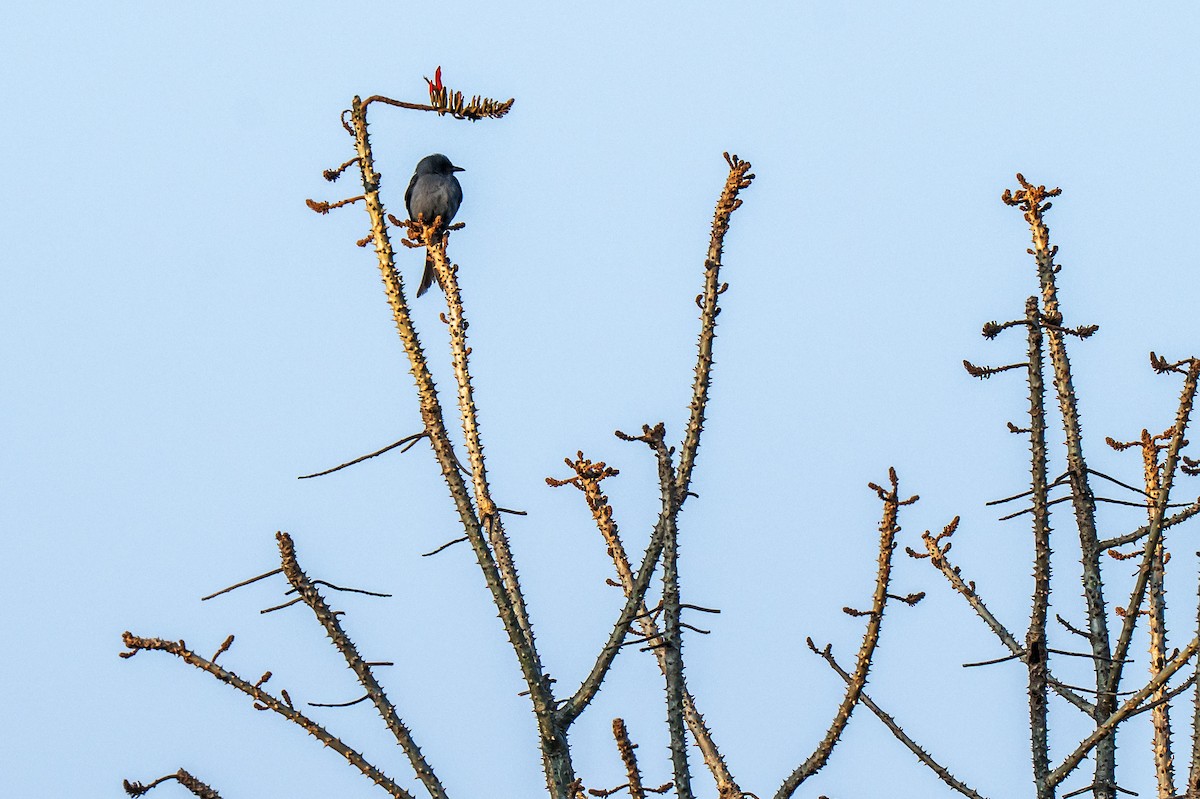 Ashy Drongo (Sooty) - ML634145982