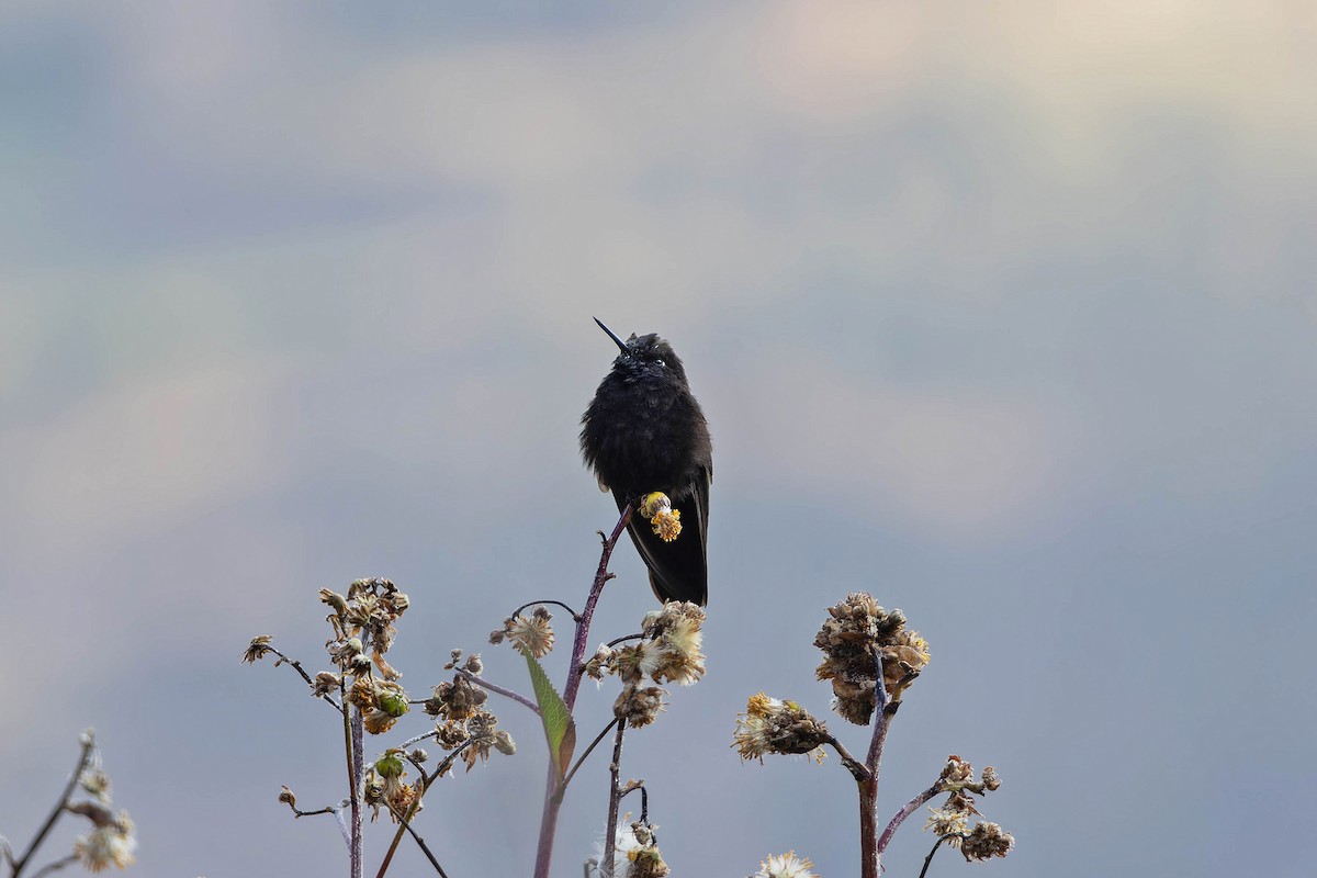 Black Metaltail - ML634145984