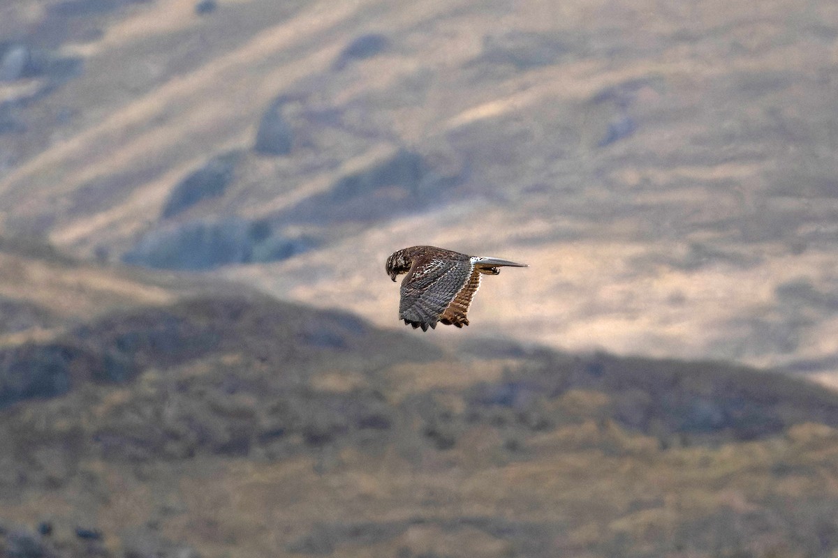 Variable Hawk - ML634146043