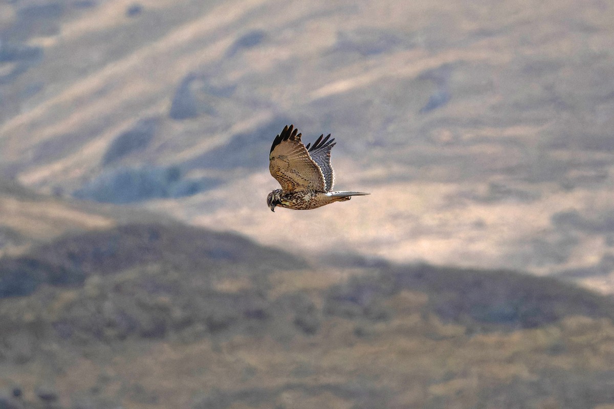 Variable Hawk - ML634146048