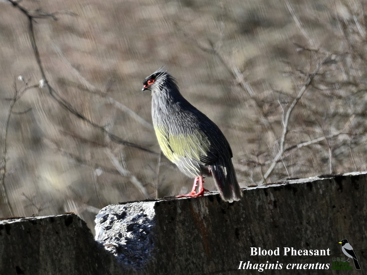Blood Pheasant - ML634146147