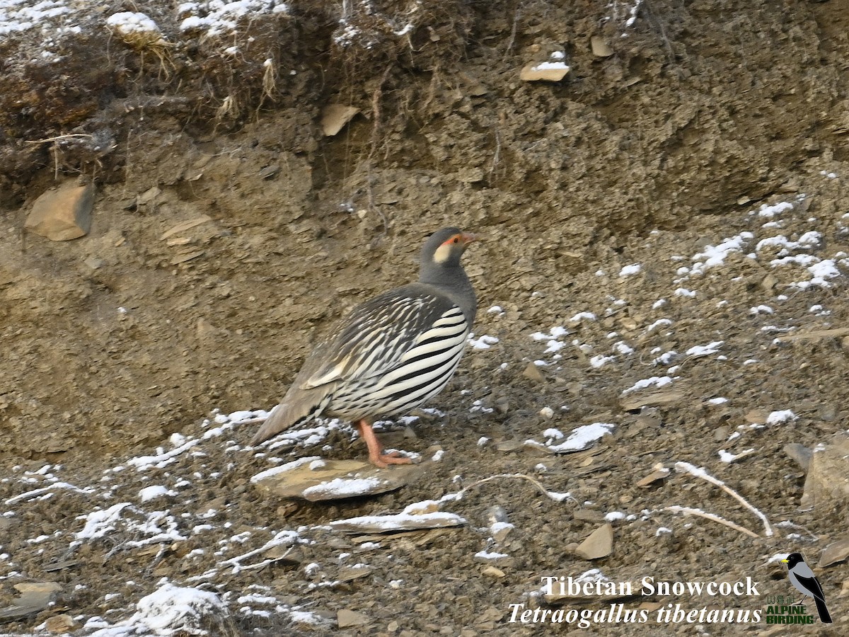 Tibetan Snowcock - ML634146152