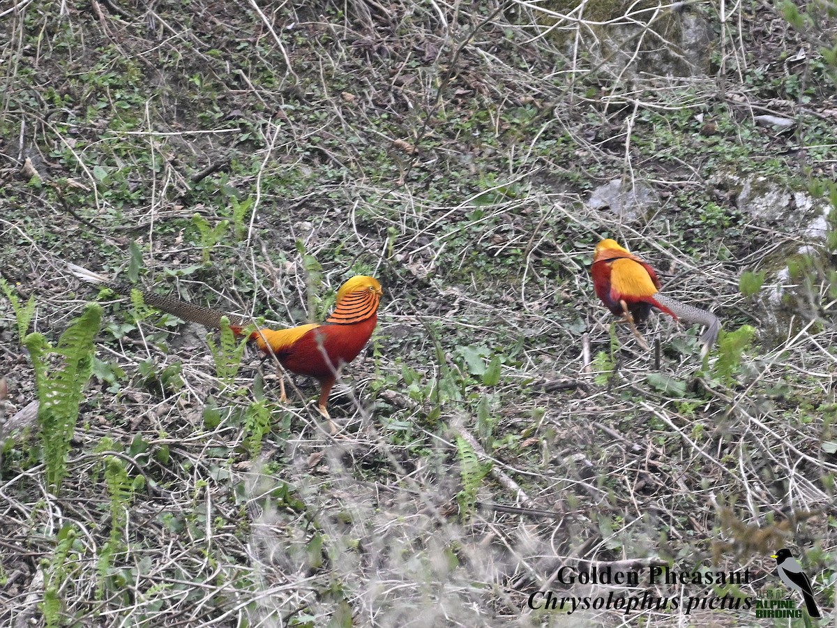 Golden Pheasant - ML634146167