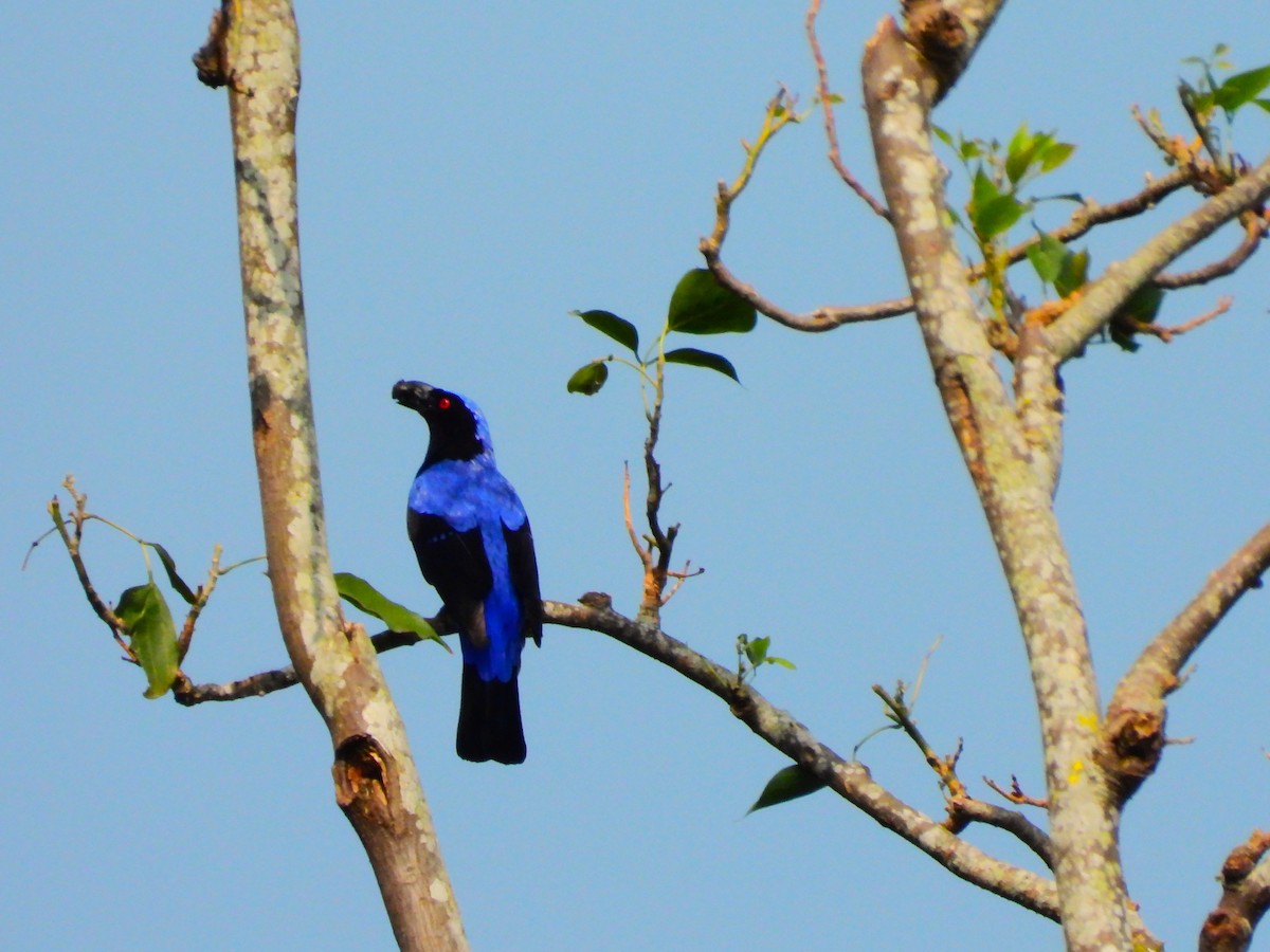 Asian Fairy-bluebird - ML634146187