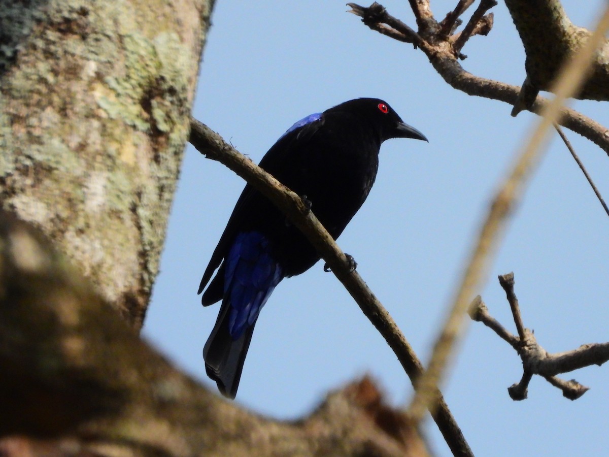 Asian Fairy-bluebird - ML634146188