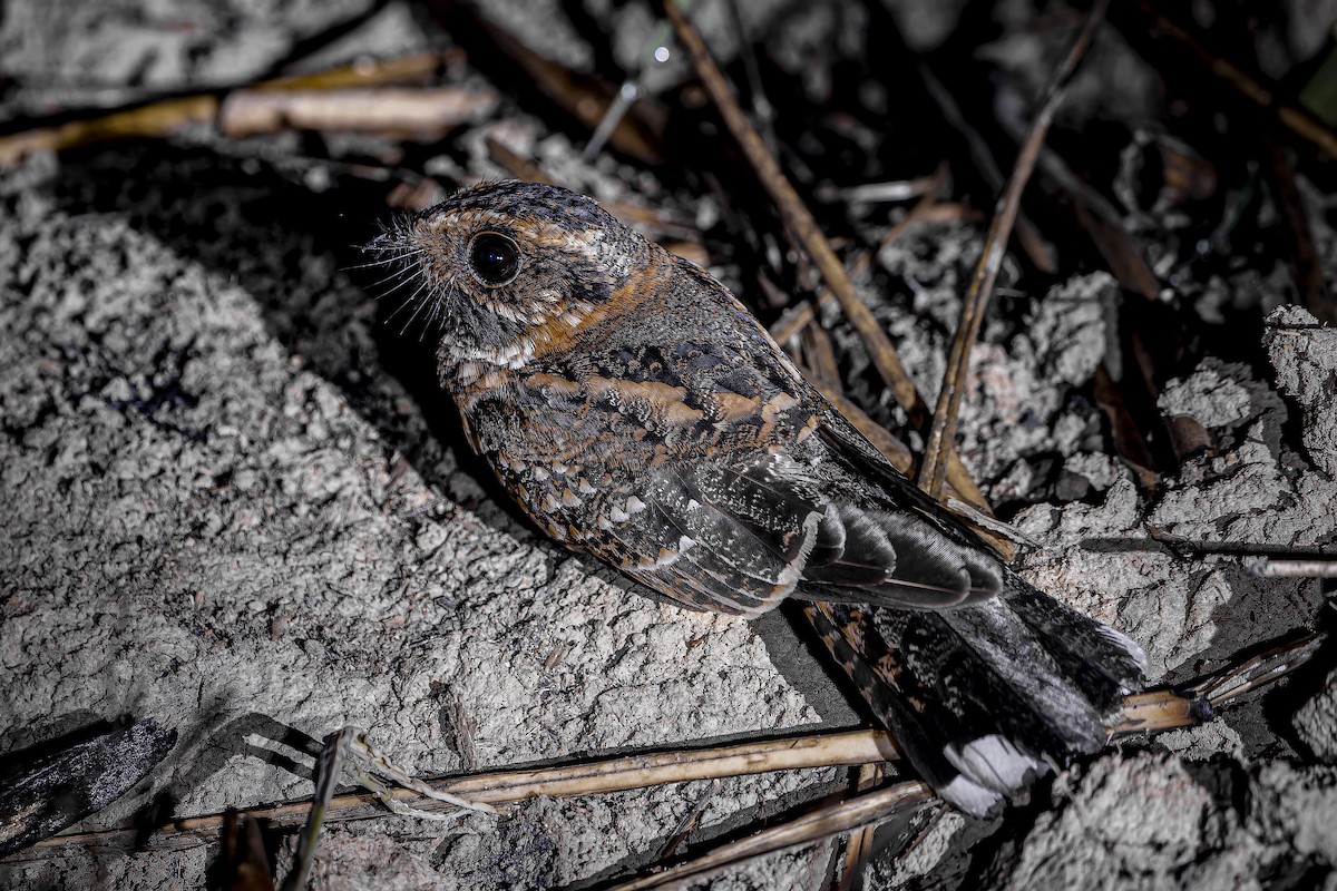 Spot-tailed Nightjar - ML634146241