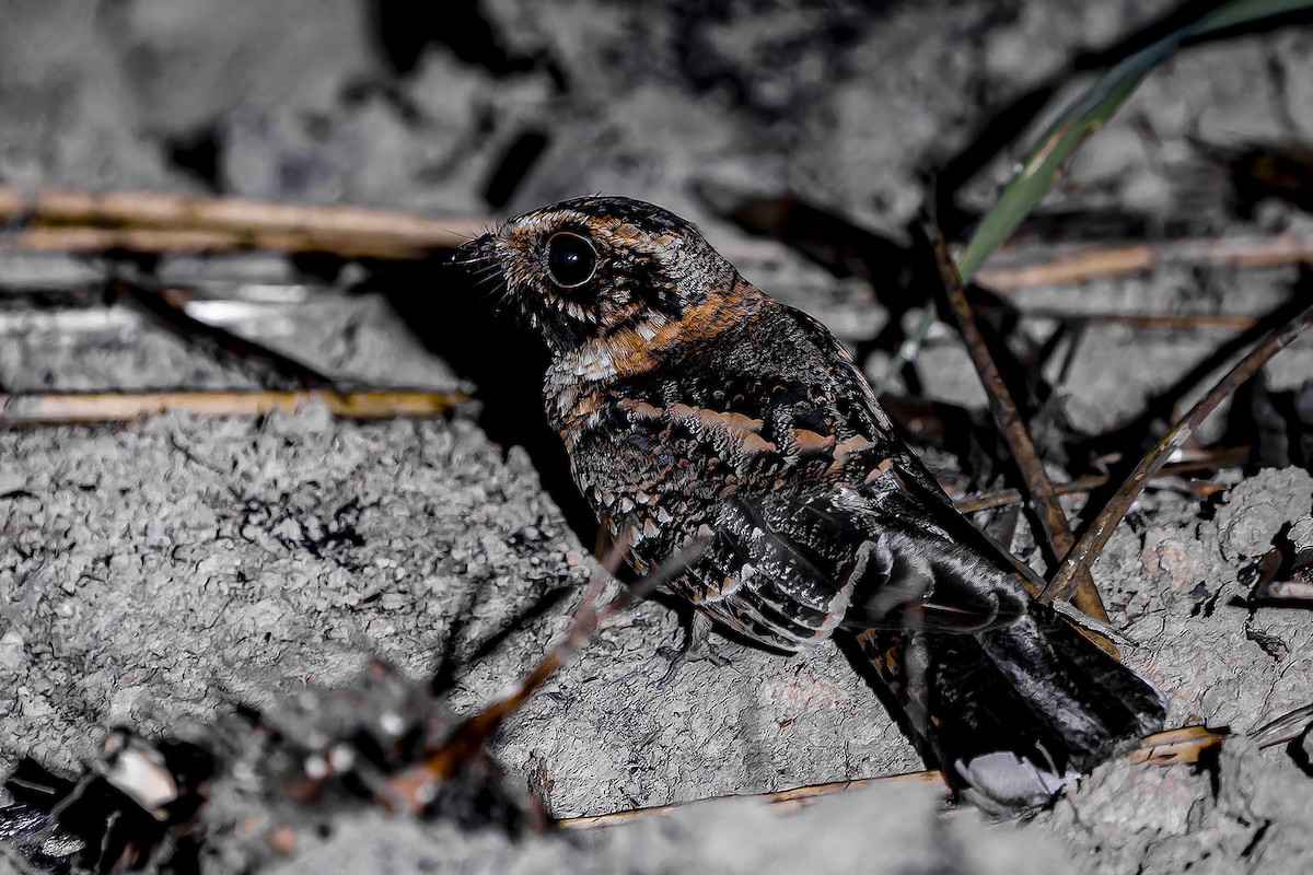 Spot-tailed Nightjar - ML634146249