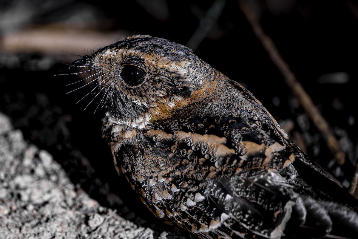 Spot-tailed Nightjar - ML634146250