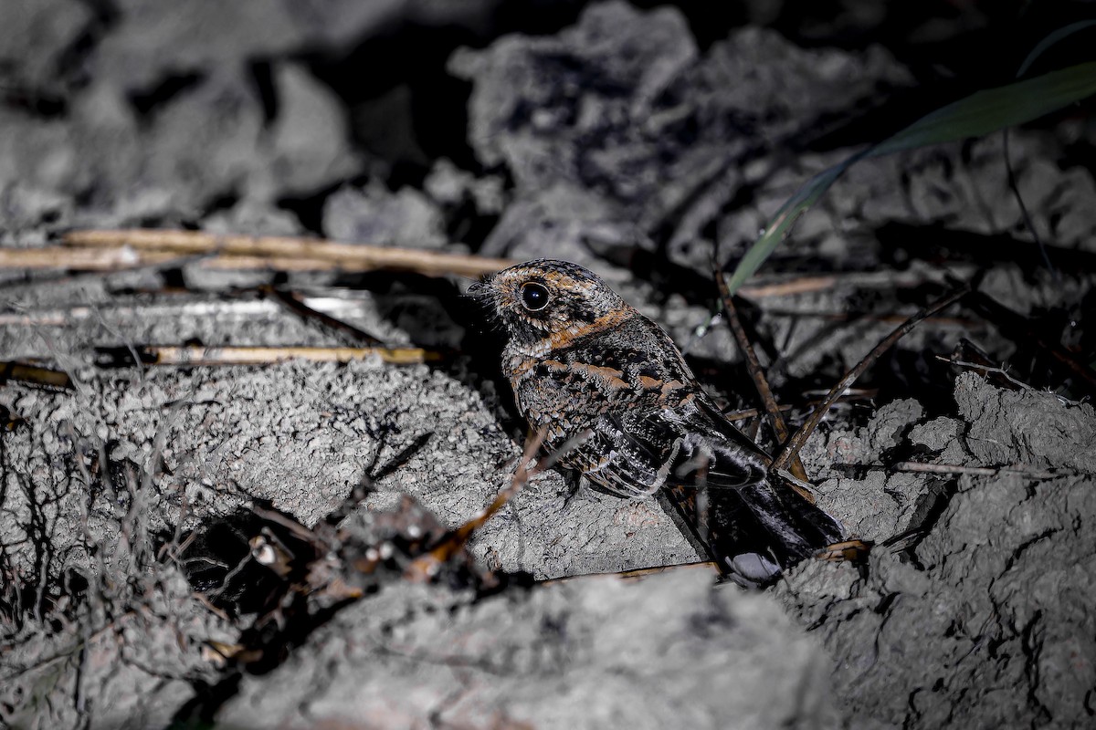 Spot-tailed Nightjar - ML634146251