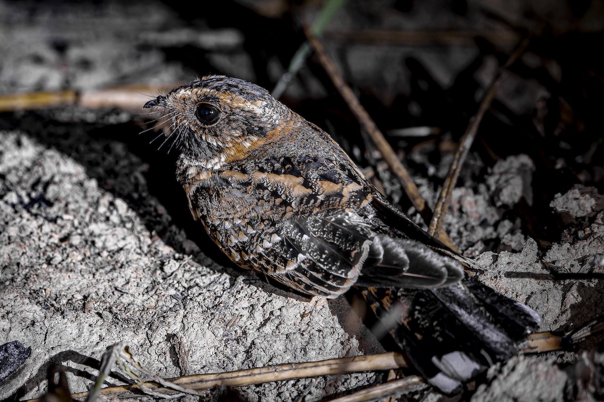 Spot-tailed Nightjar - ML634146253