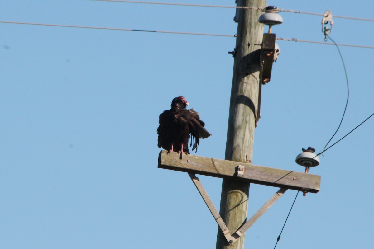 Turkey Vulture - ML634146393