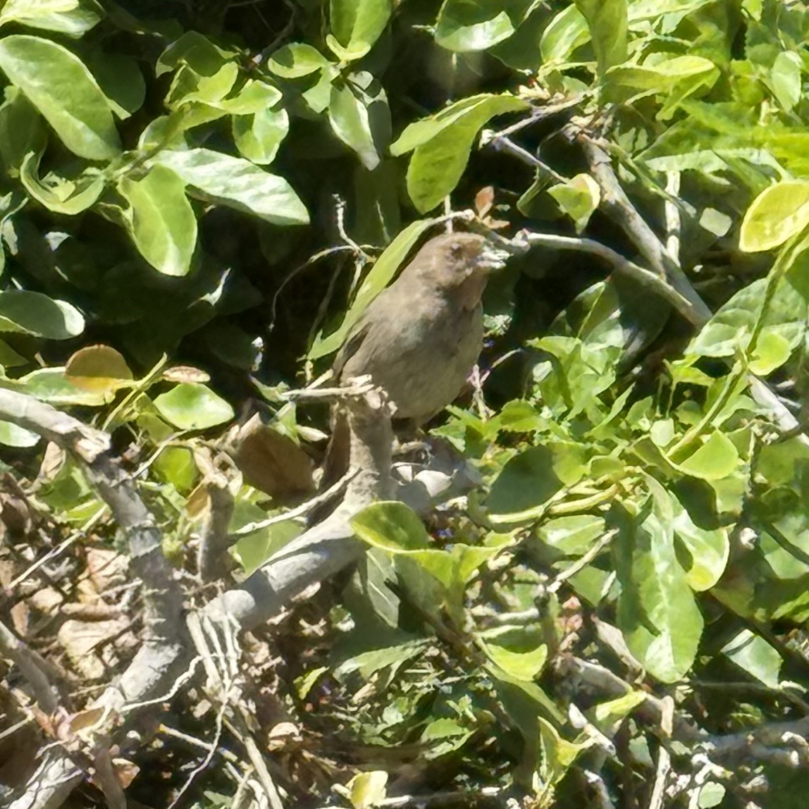 kaliforniatovi - ML634146442