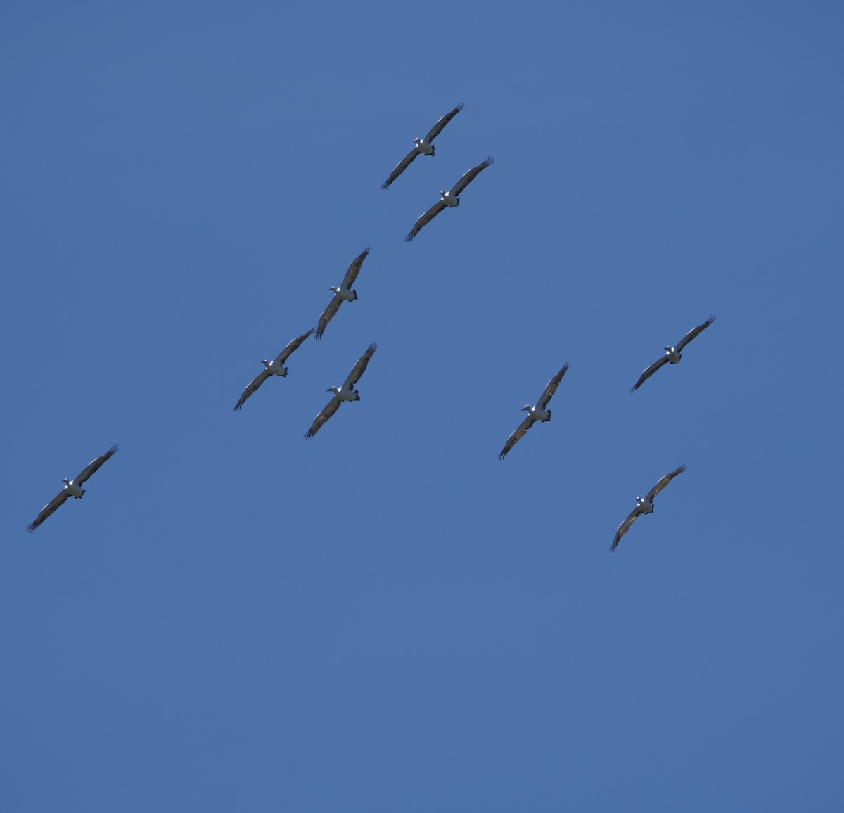 Australian Pelican - ML634146478