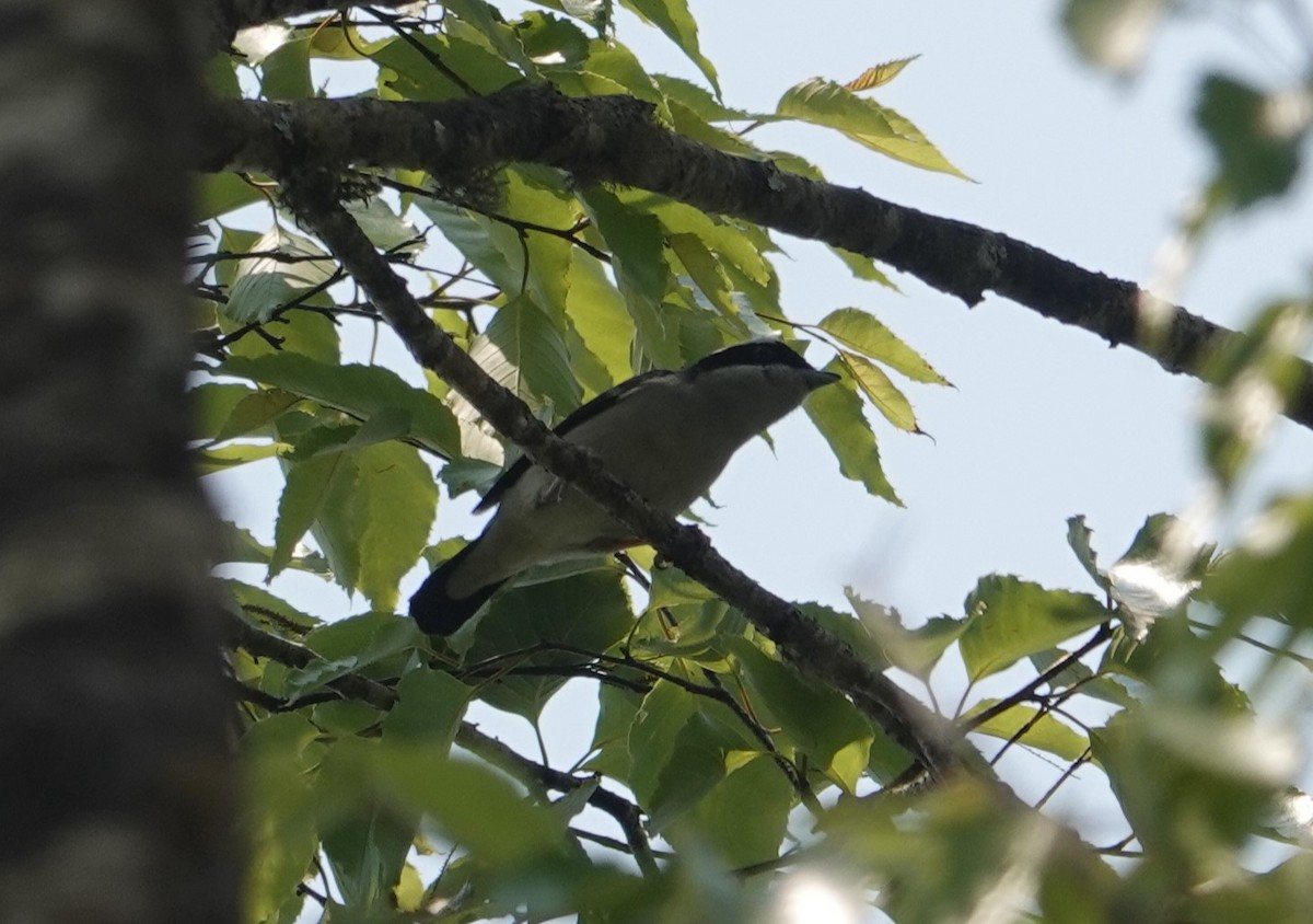 White-browed Shrike-Babbler - ML634146517