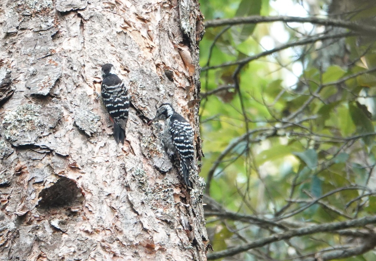 Stripe-breasted Woodpecker - ML634146718